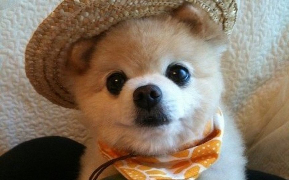 Щенки Шунсуке