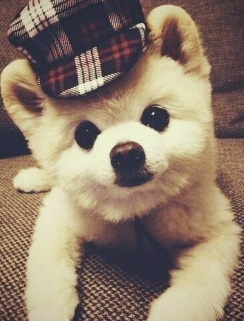 Крутые и милые собаки