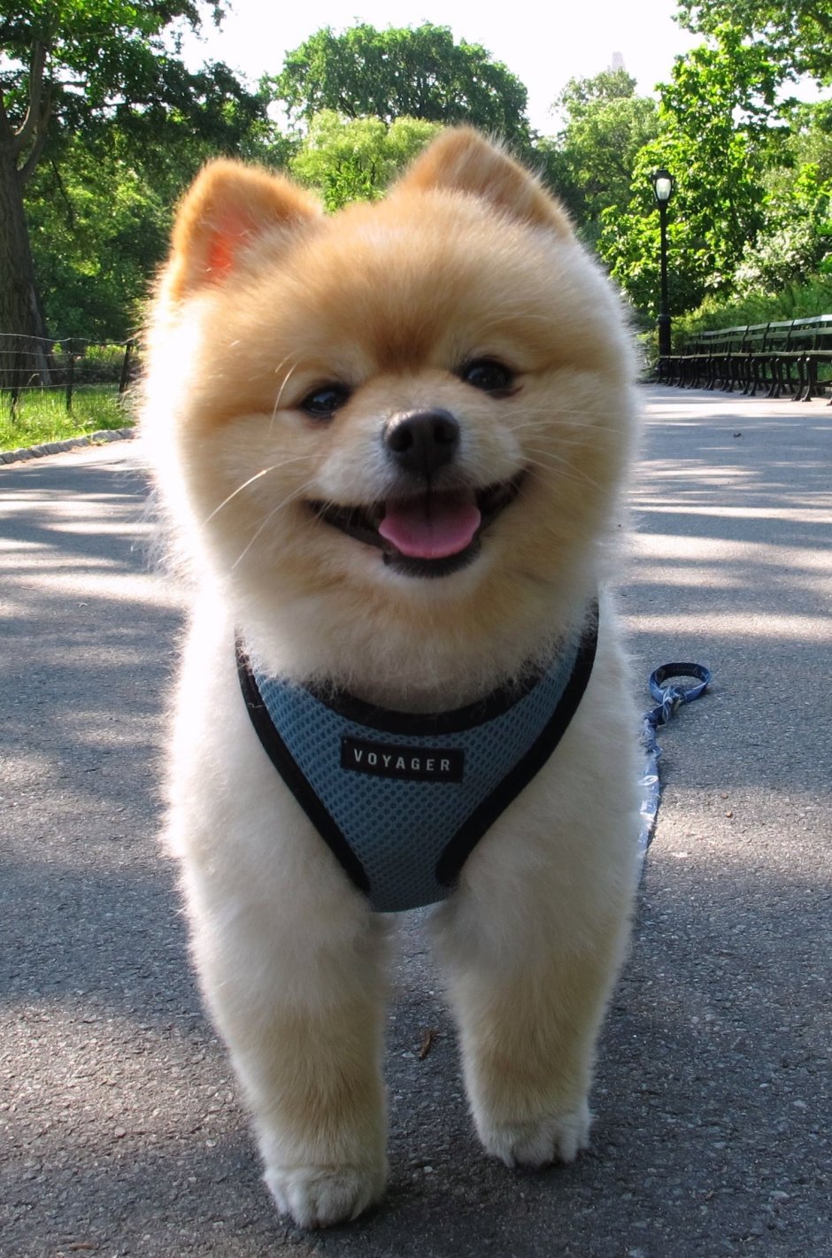 Японская Шунсуке