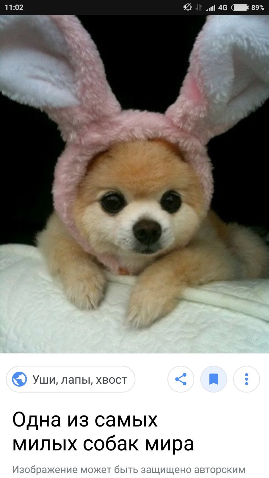 Померанский шпиц Шунсуке