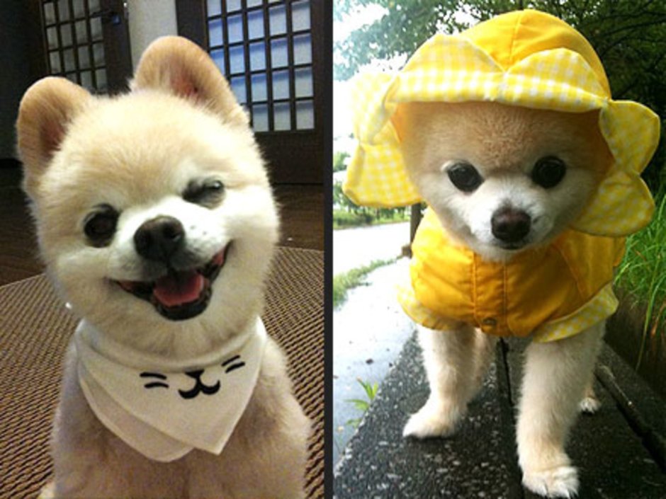 Японский шпиц Шунсуке