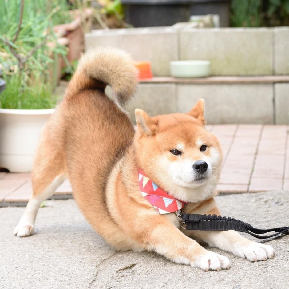 Померанский шпиц Шунсуке