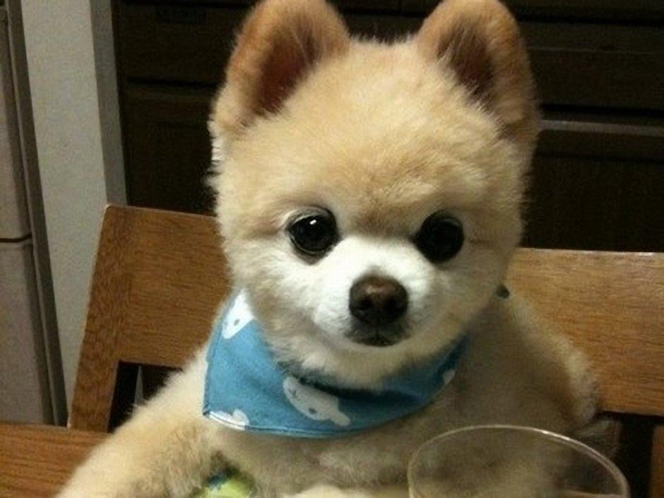 Шпиц Шунсуке белый