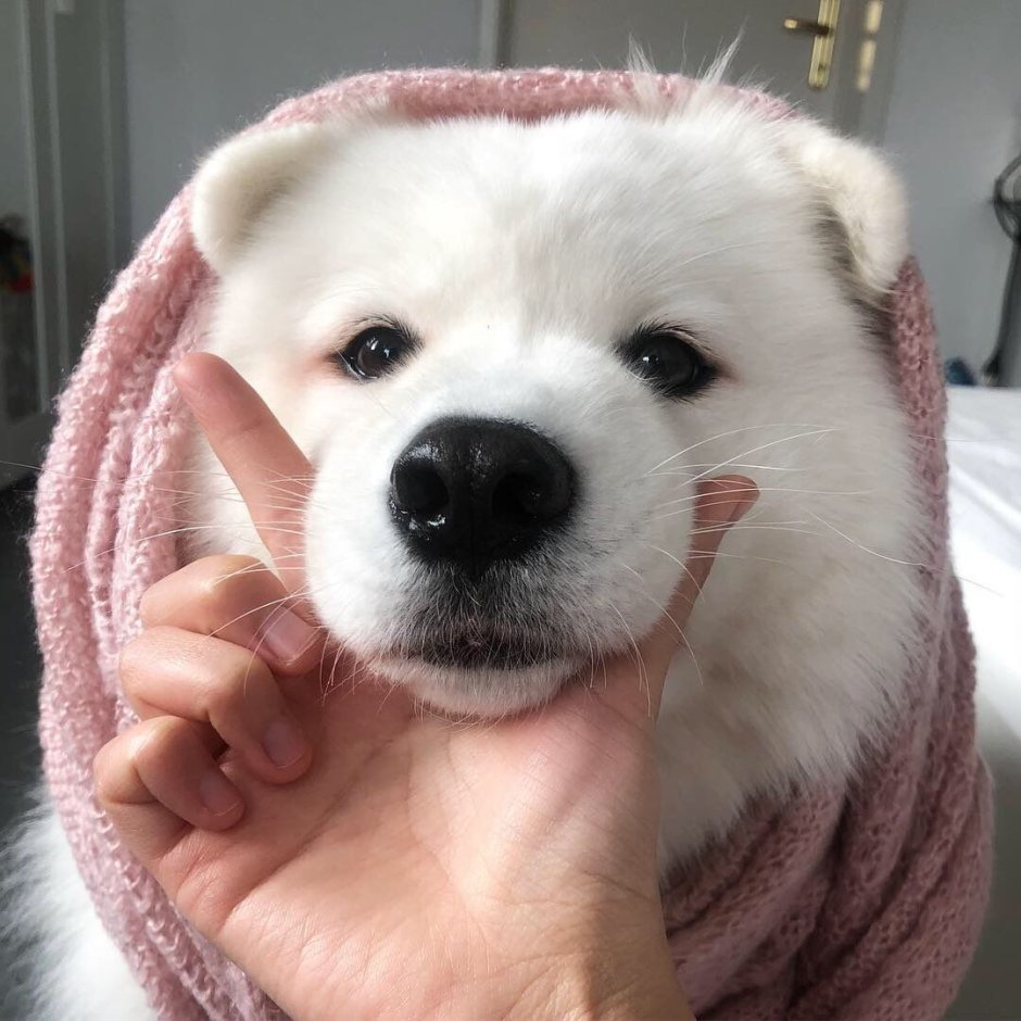 Карликовый шпиц флаффи