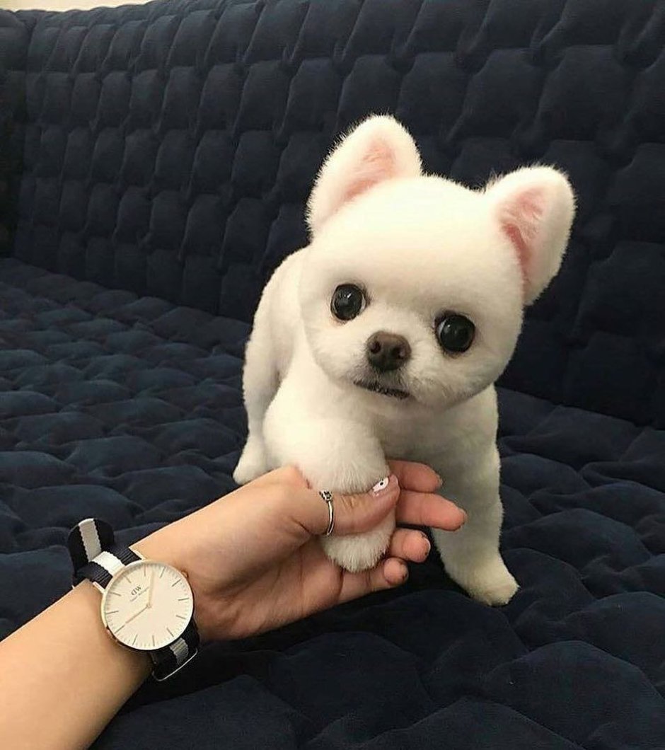 Померанский шпиц Шунсуке