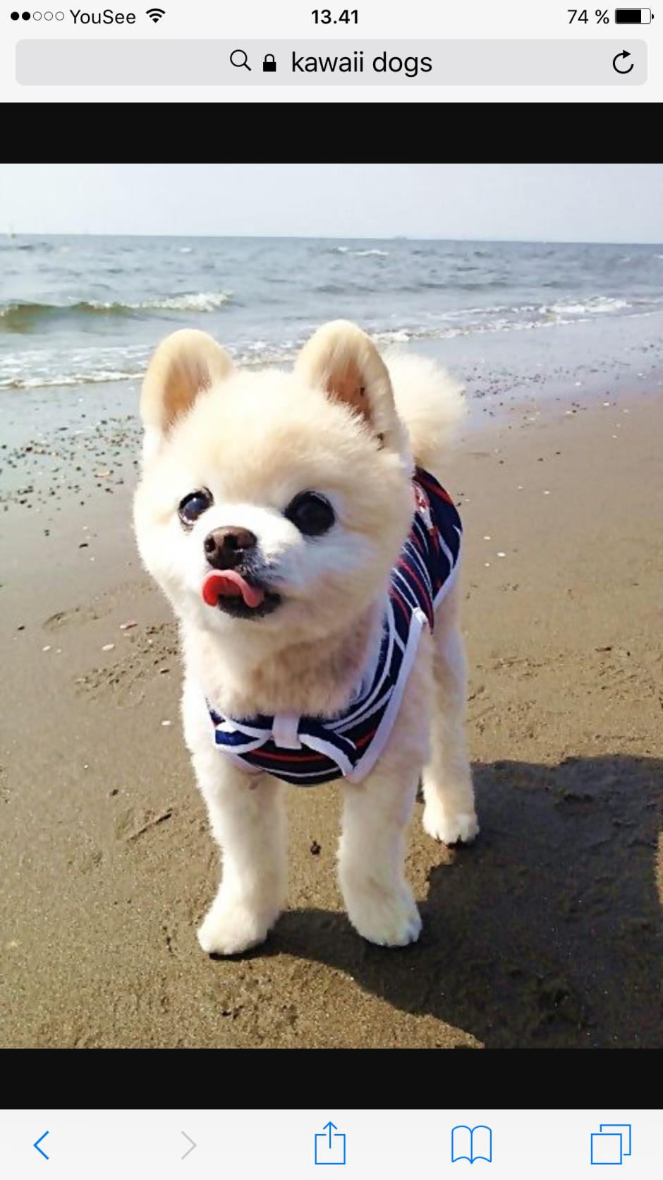 Японская порода собак Шунсуке взрослые