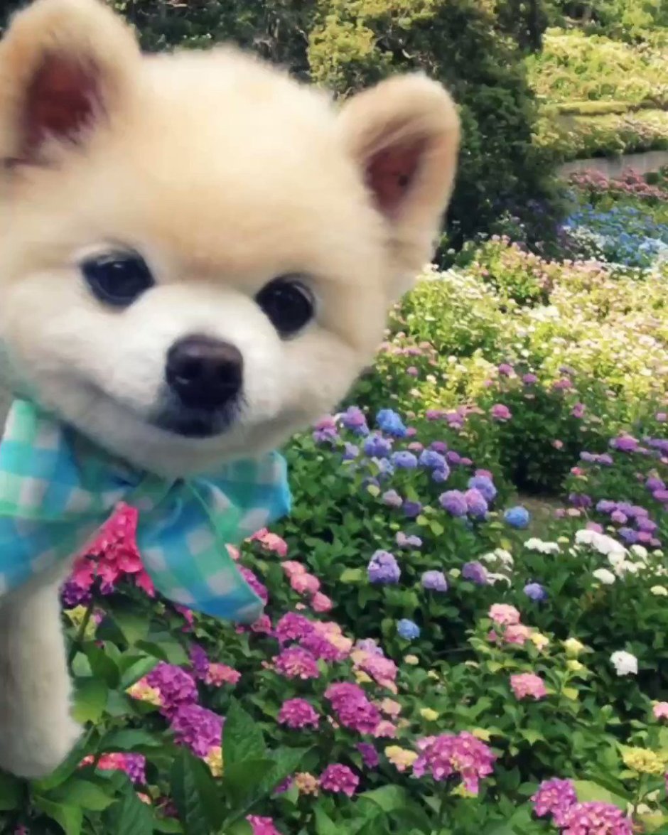 Шпиц Шунсуке белый