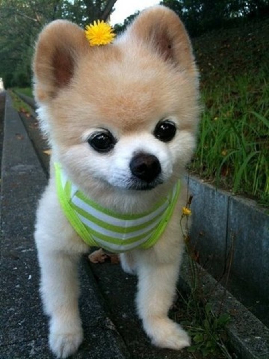 Милые собачки для квартиры