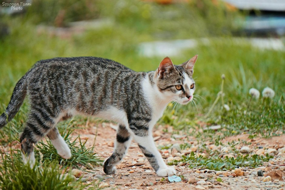 Американский Курцхаар кошка