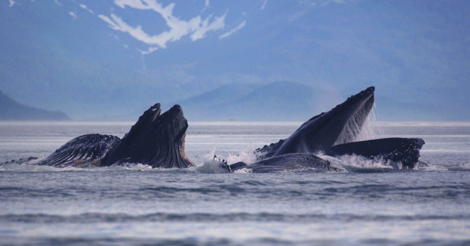Киты горбачи Аляска