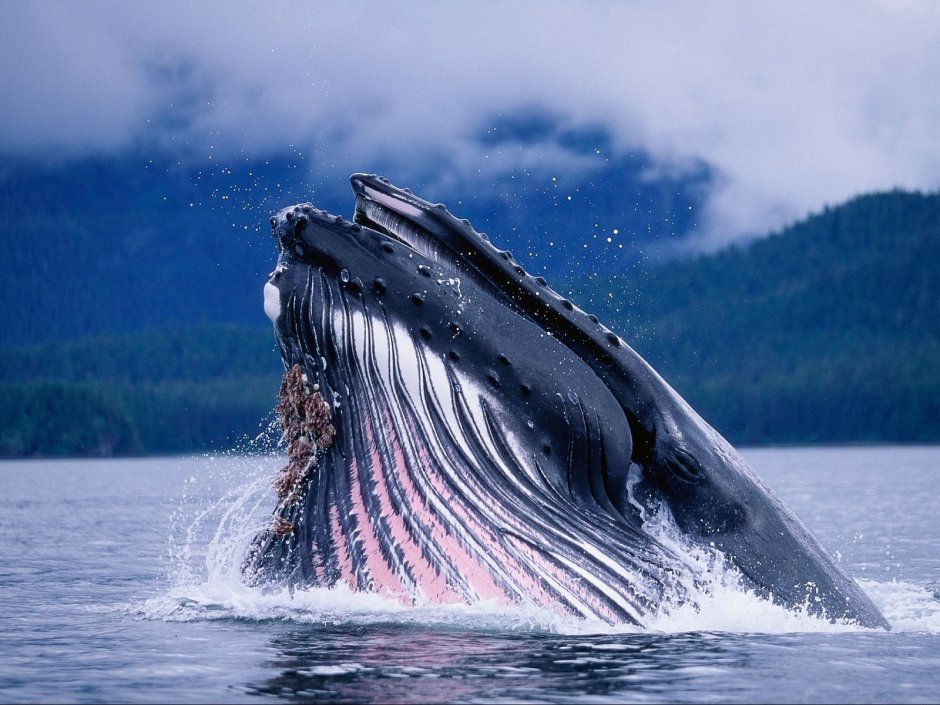 Кит Горбач размер