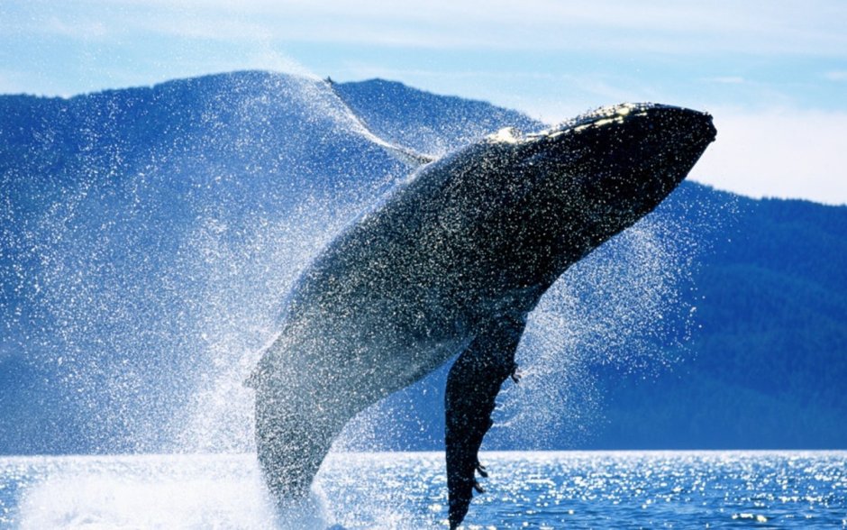 Голубой кит Balaenoptera musculus