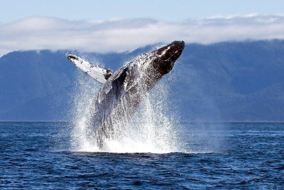 Шантарские острова горбатые киты