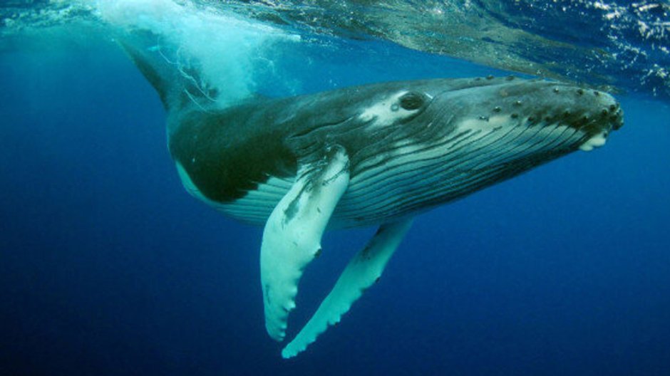 Горбатые киты в Австралии