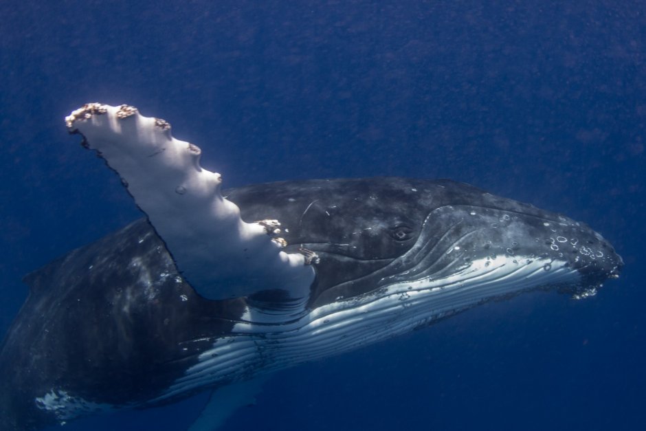 Горбатый кит группа