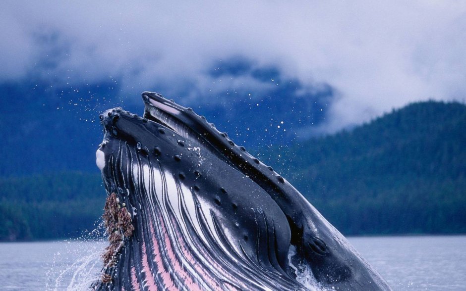 52 Герца кит