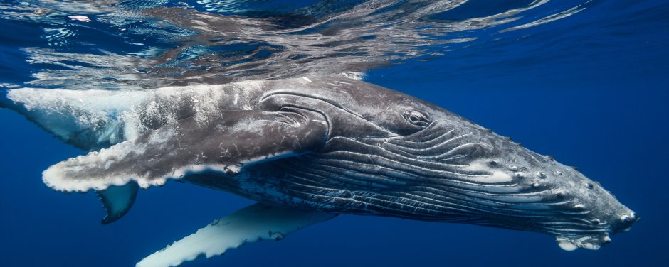 Шантарские острова животные