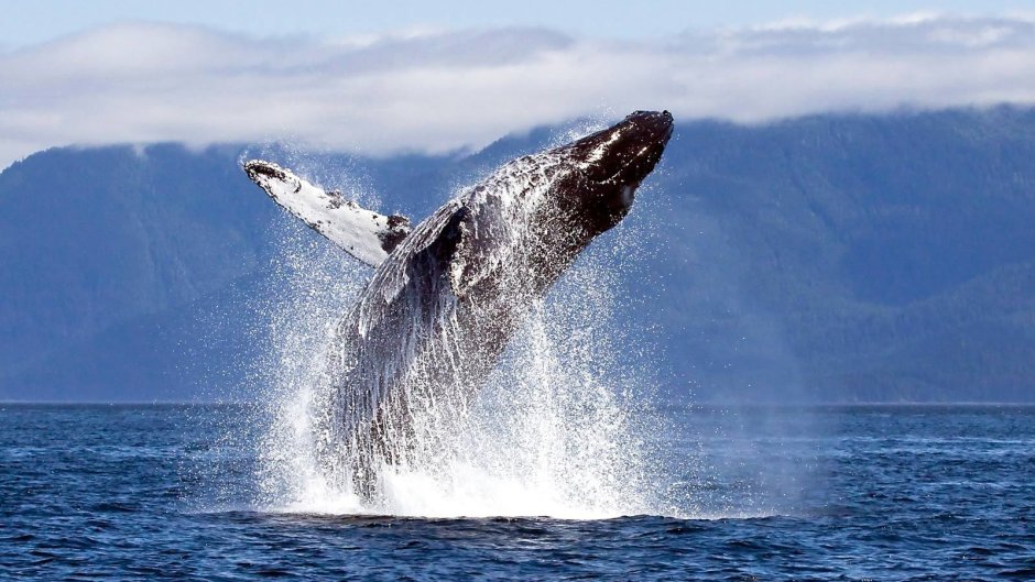 Китообразные горбатый кит