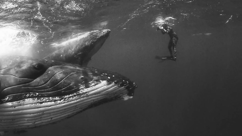 Горбатый кит