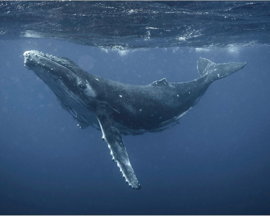 Синий кит под водой