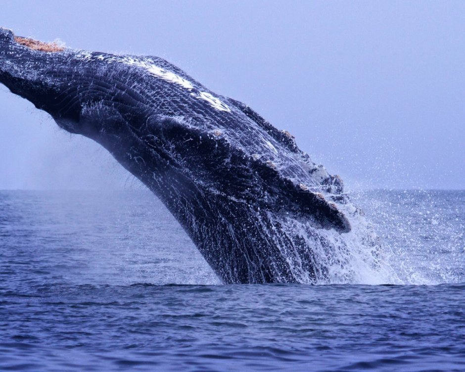 Картинки на рабочий стол кит