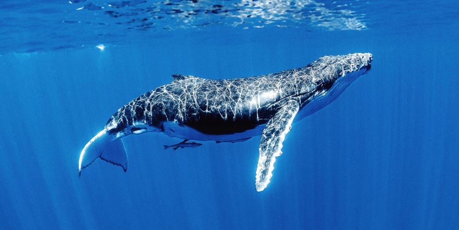 Горбач китообразные