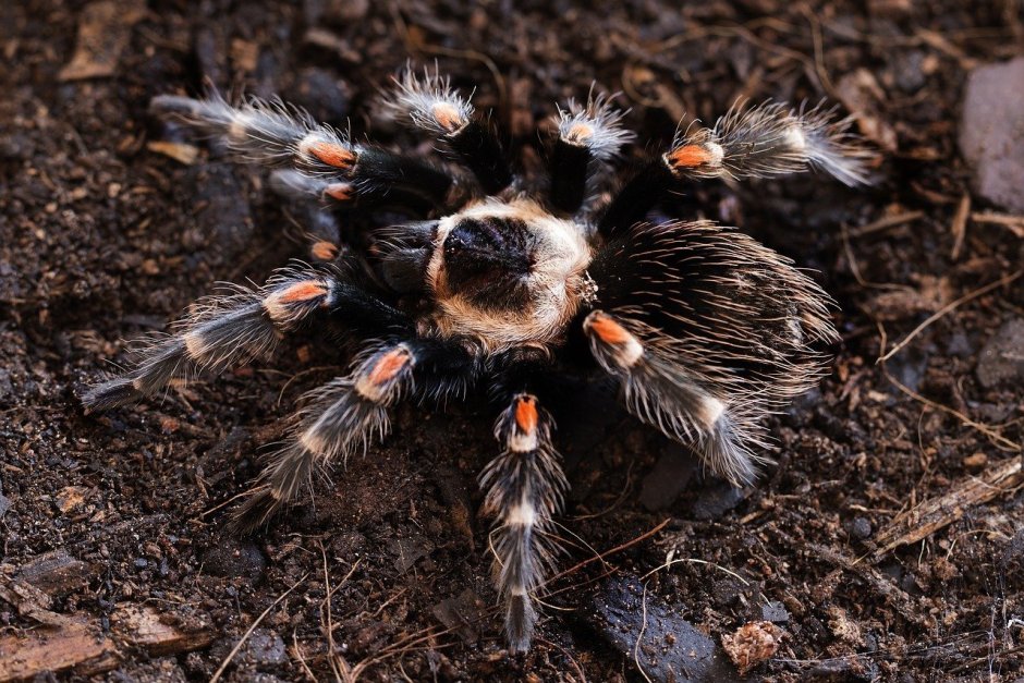Grammostola pulchra