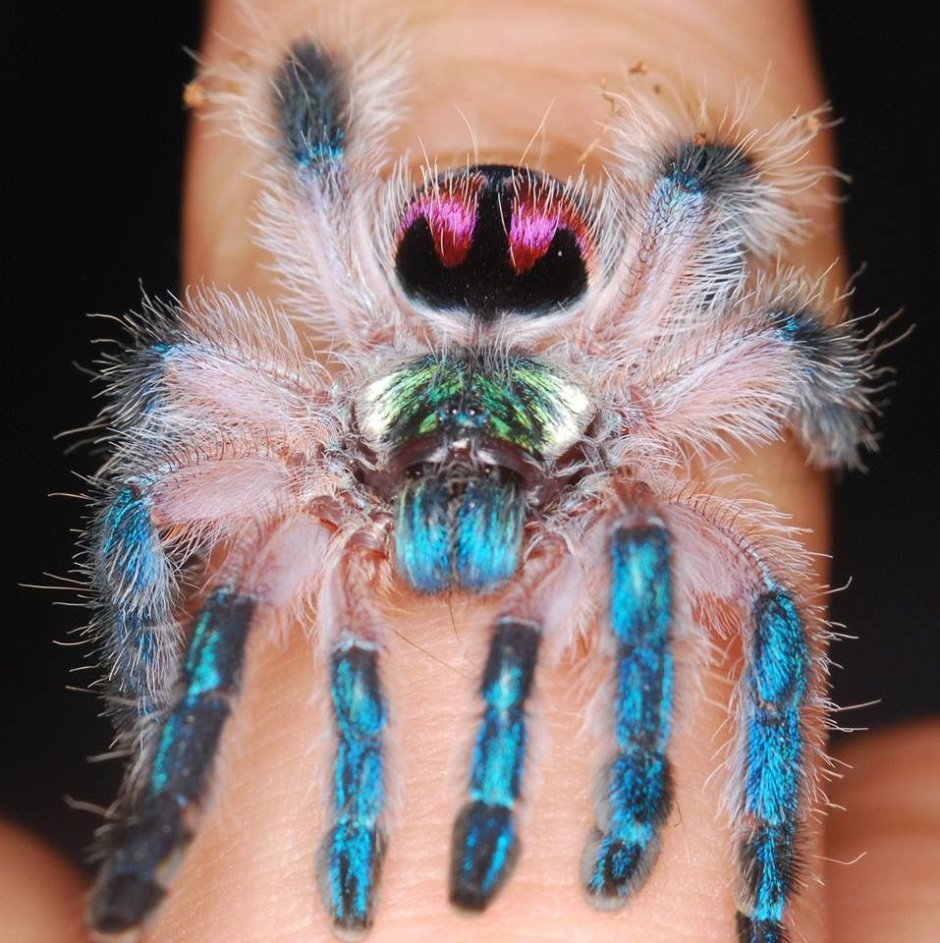 Typhochlaena seladonia