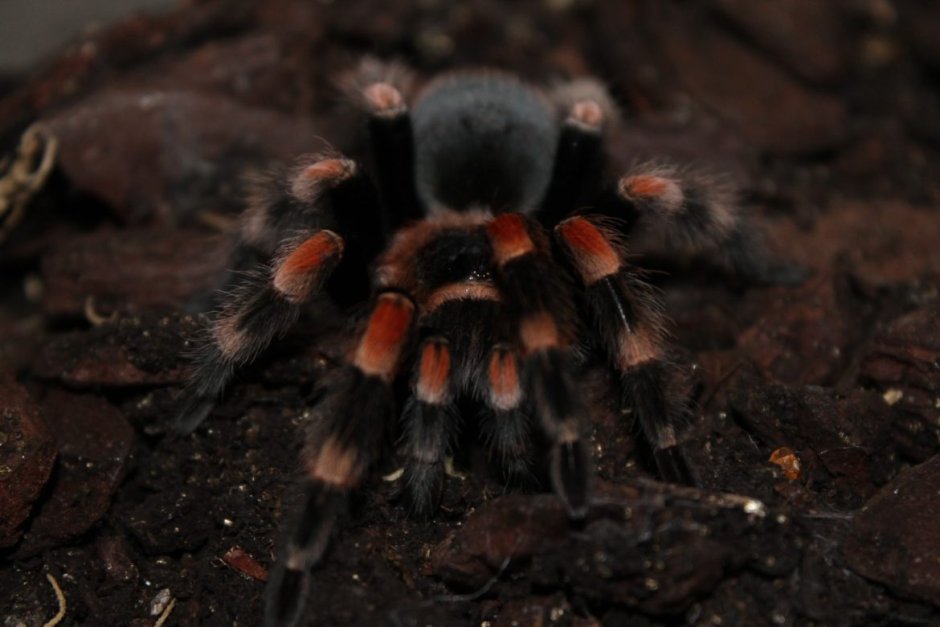 Паук Chromatopelma cyaneopubescens