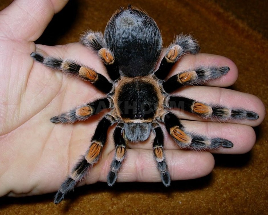 Паук птицеед Poecilotheria Metallica