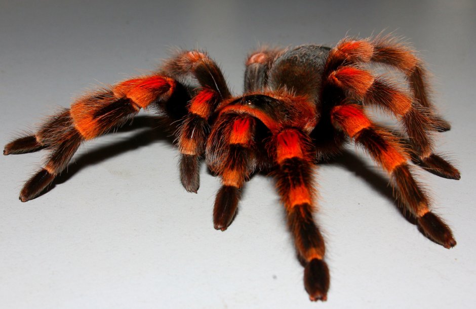Паук Monocentropus balfouri