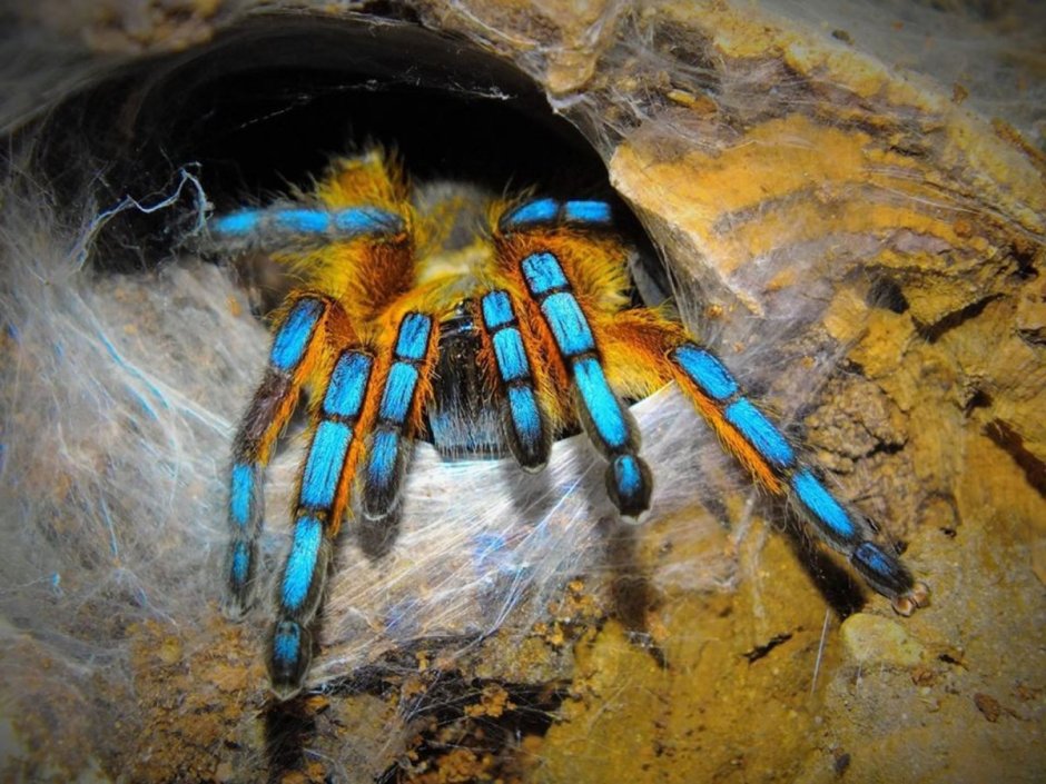 Паук-птицеед геникулята Acanthoscurria geniculata