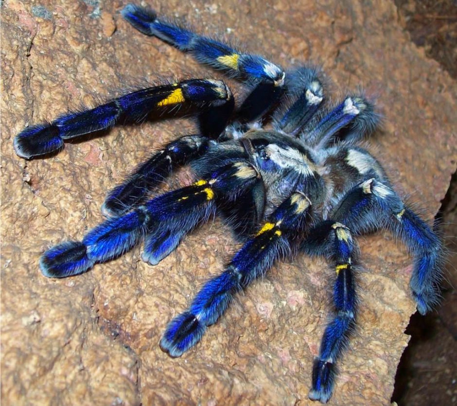 Паук птицеед Acanthoscurria geniculata