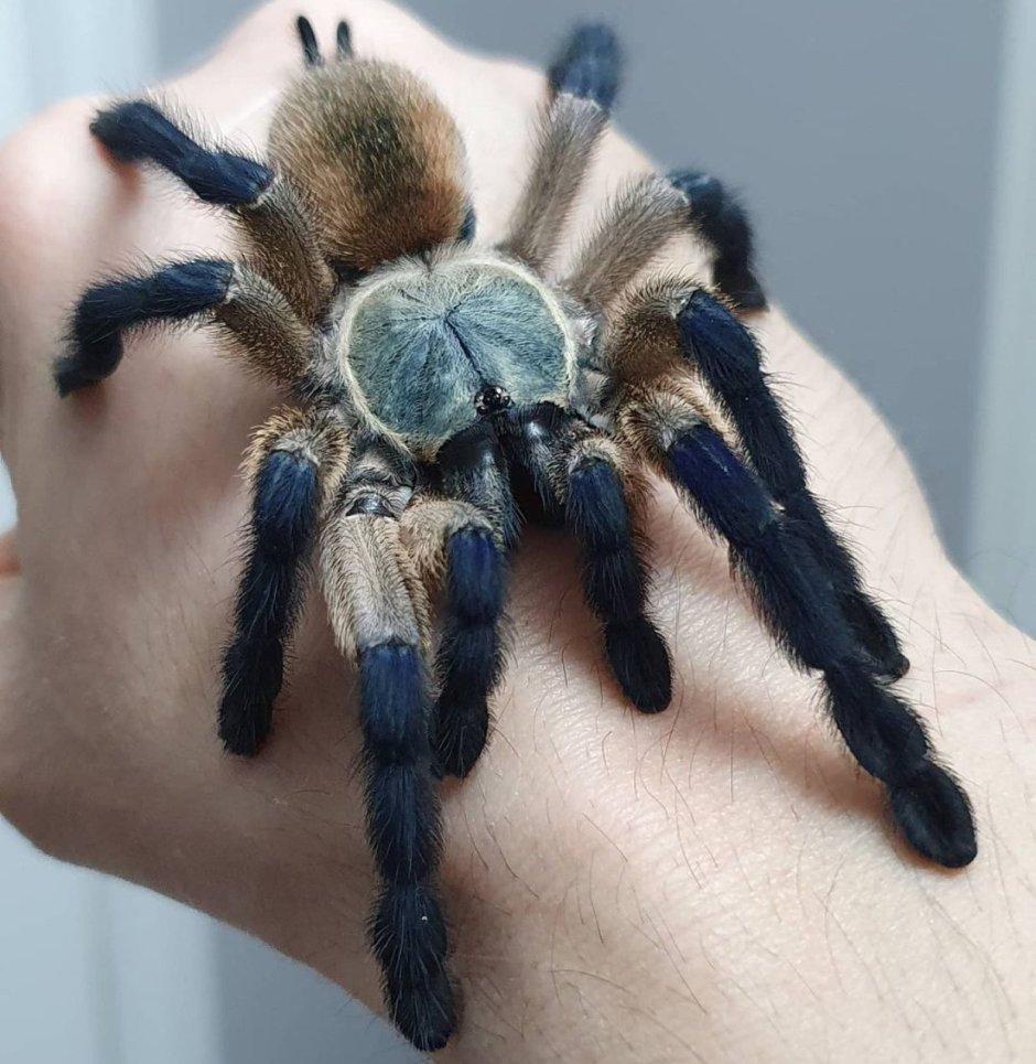 Паук птицеед Poecilotheria