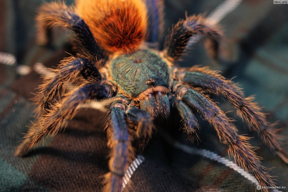 Паук Pamphobeteus platyomma