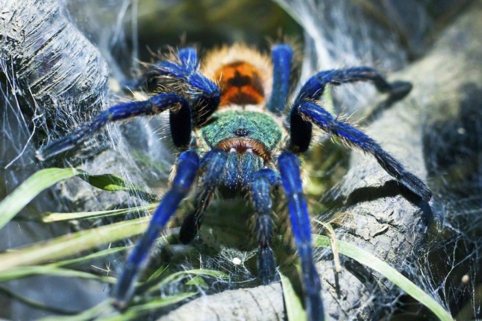 Паук птицеед Poecilotheria Metallica