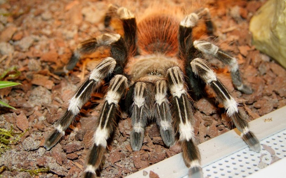 Паук птицеед Grammostola rosea