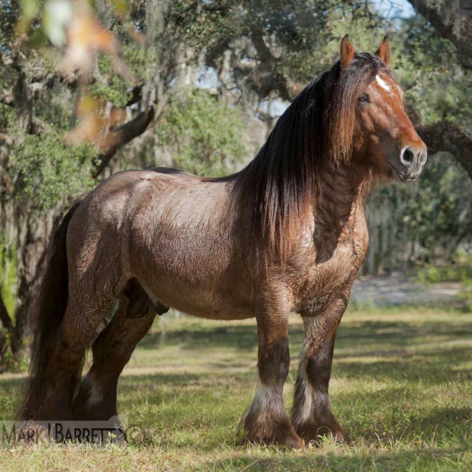 Ardennes Horse