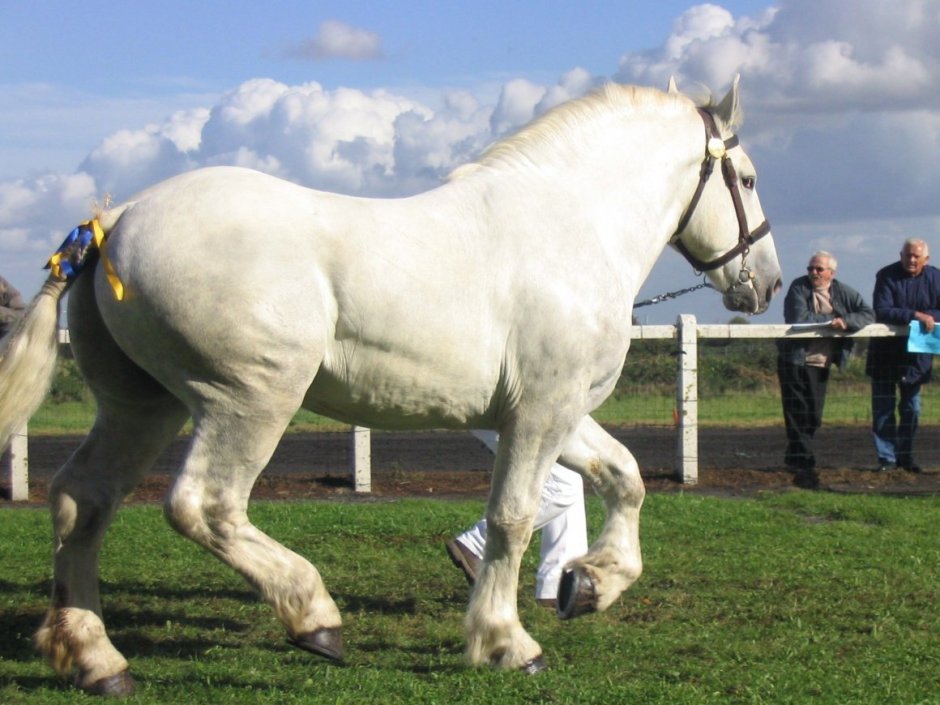 Лошадь породы Gypsy Vanner