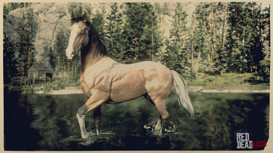 Rdr 2 American Standardbred