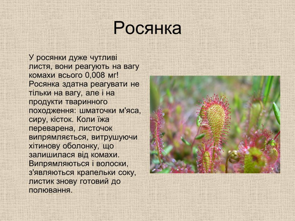 Дросера капенсис росянка