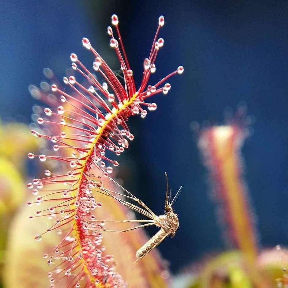 Giant Venus Flytrap