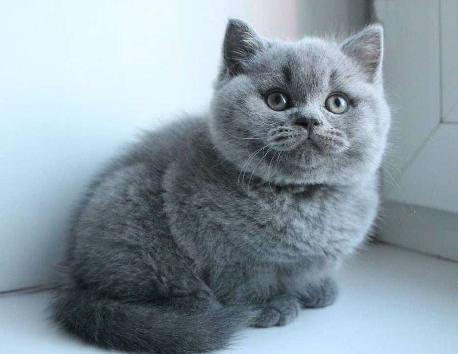 Кошка британская голубая