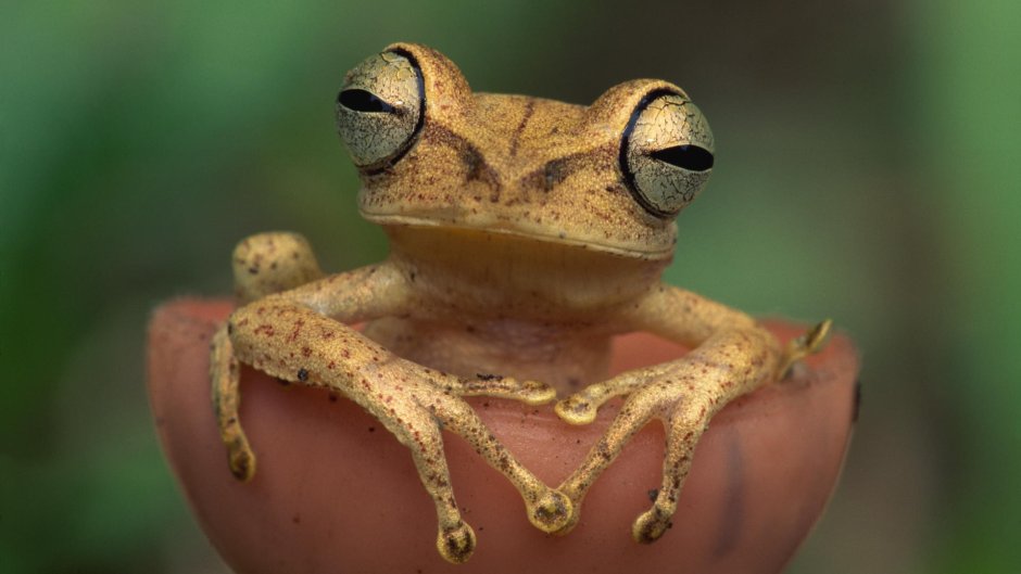 Жаба Bufo superciliaris