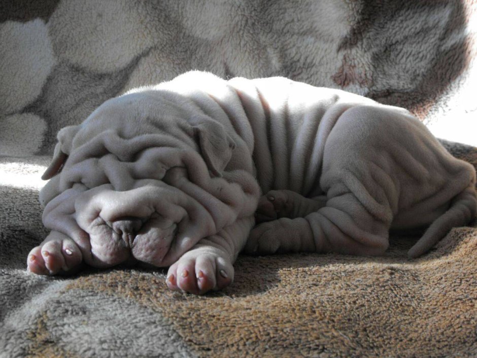 Карликовый шарпей