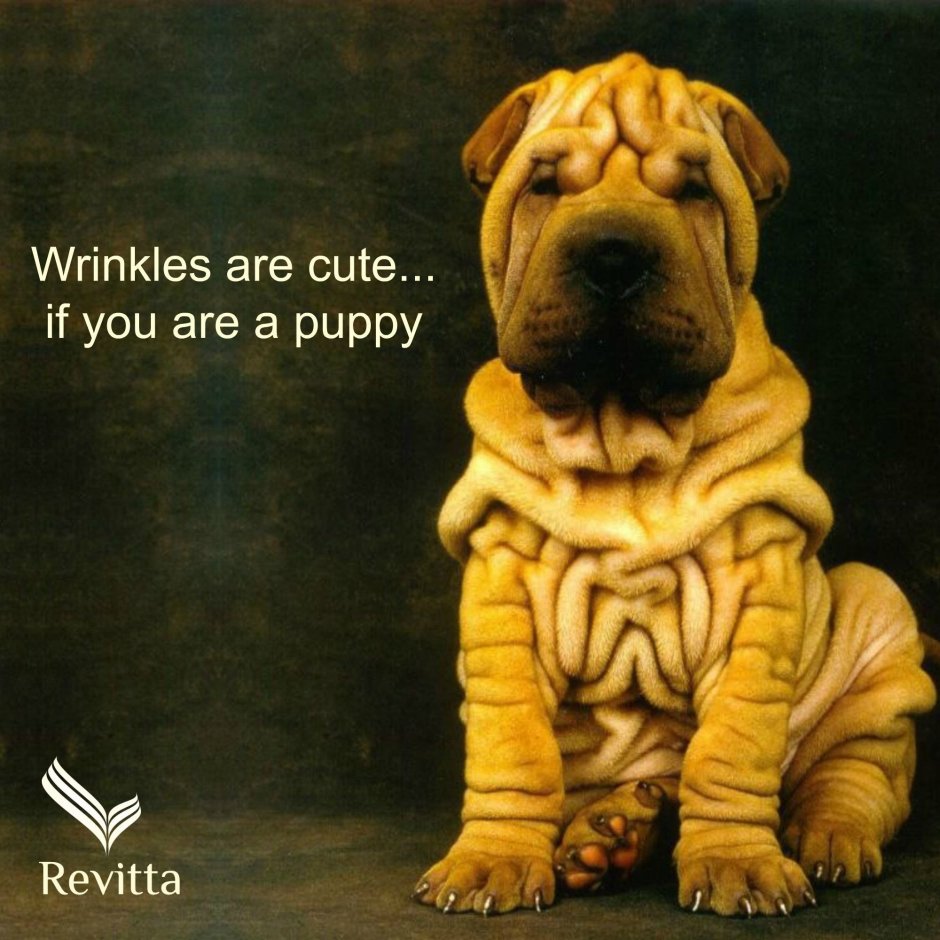 Порода собак шарпей