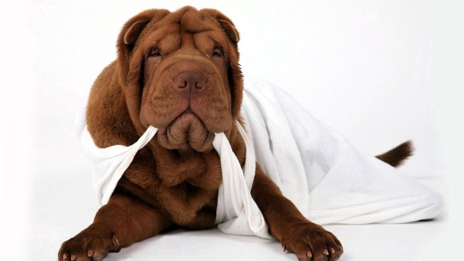 Шарпей шоколадный