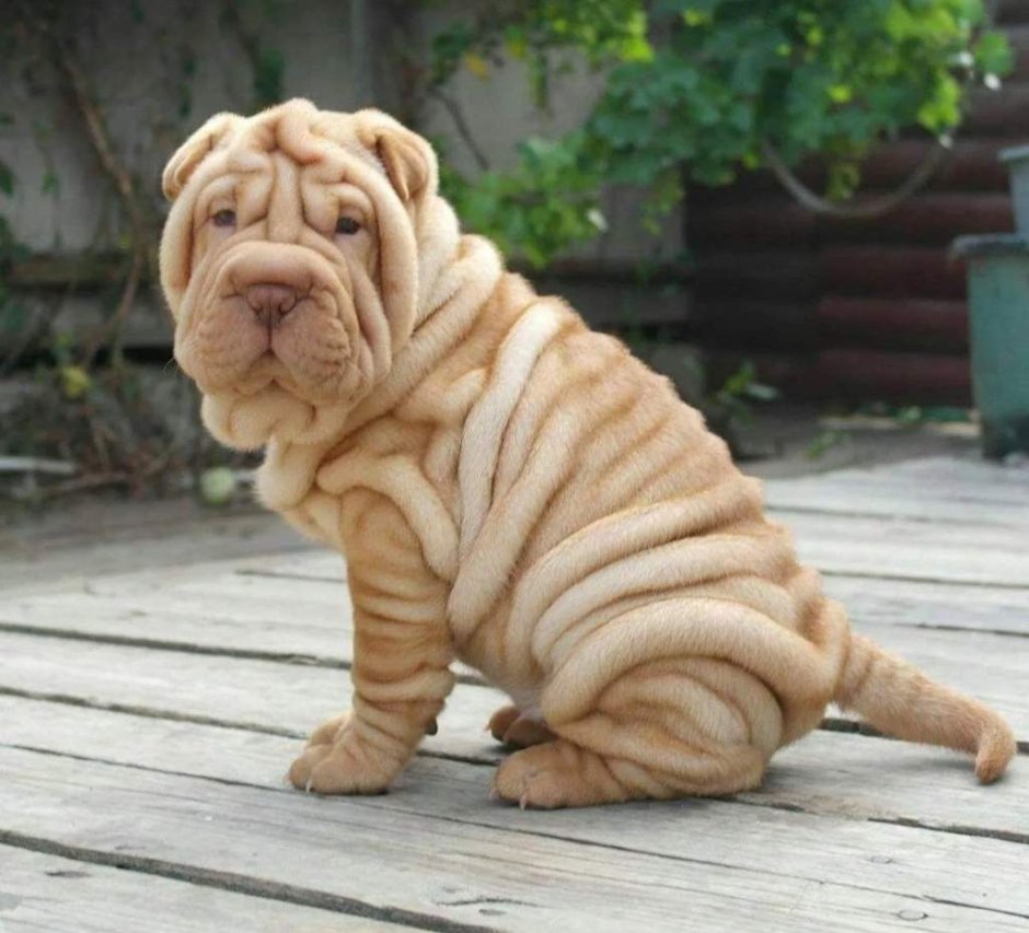 Шарпей собака шарпей