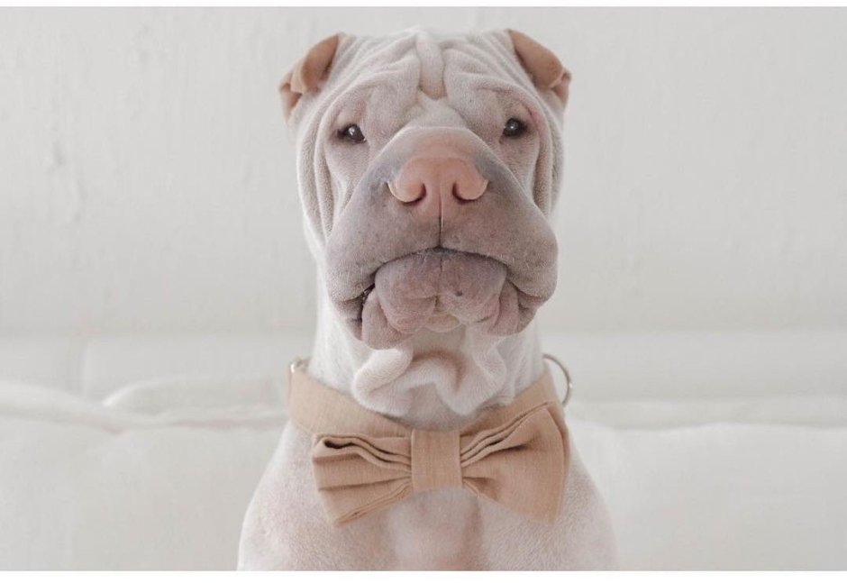 Шарпей Паддингтон