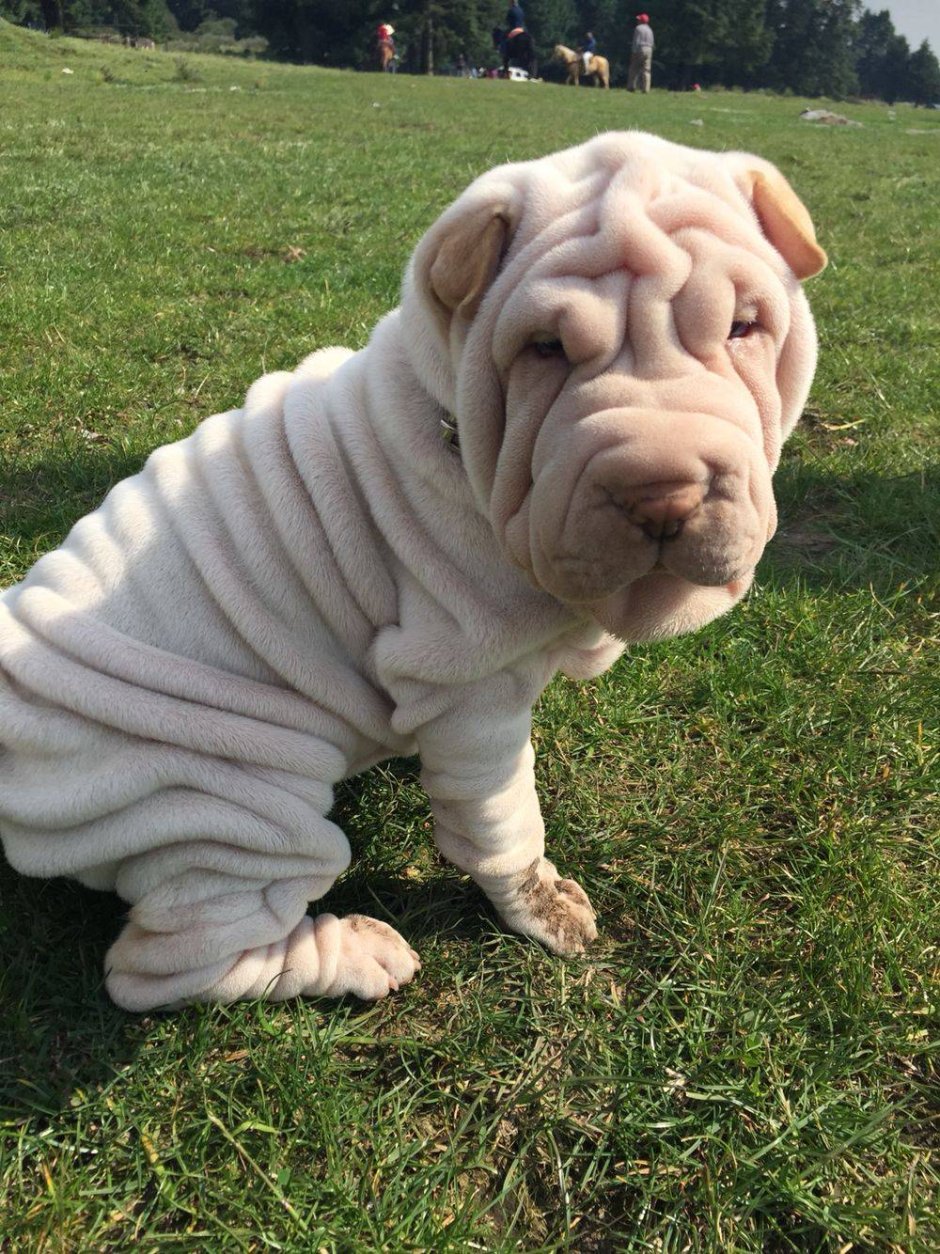 Маленькая морщинистая собака